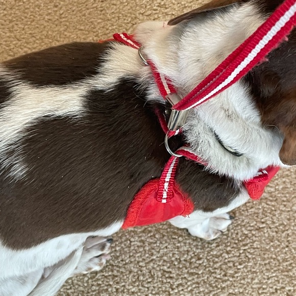 Dogo Easy go harness and Leash set. Size Large. - Picture 5 of 7